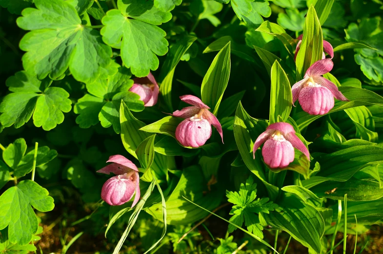 pink flowers with green leaves in a garden