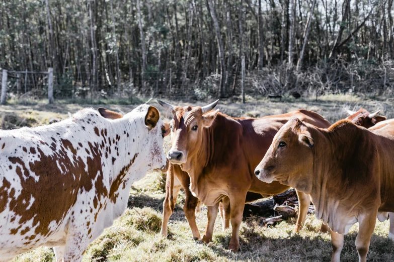 a group of brown and white cows standing on a field