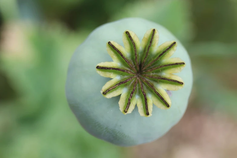 a round plant in a blue ball that has a leaf on it