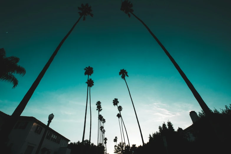 palm trees against a blue sky in the dark