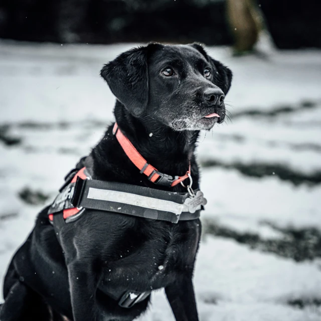 a black dog with red and white harness looking off into the distance