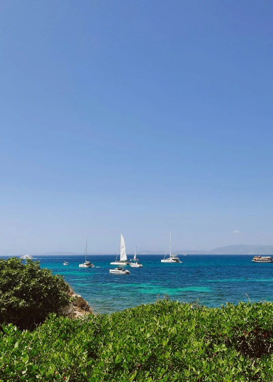 many sailboats are on the water near grass