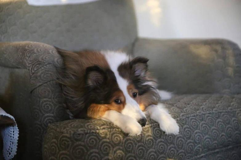 a dog sitting in the arm of a grey chair