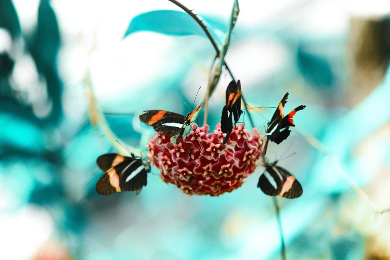 several erflies sit on the small pink flower