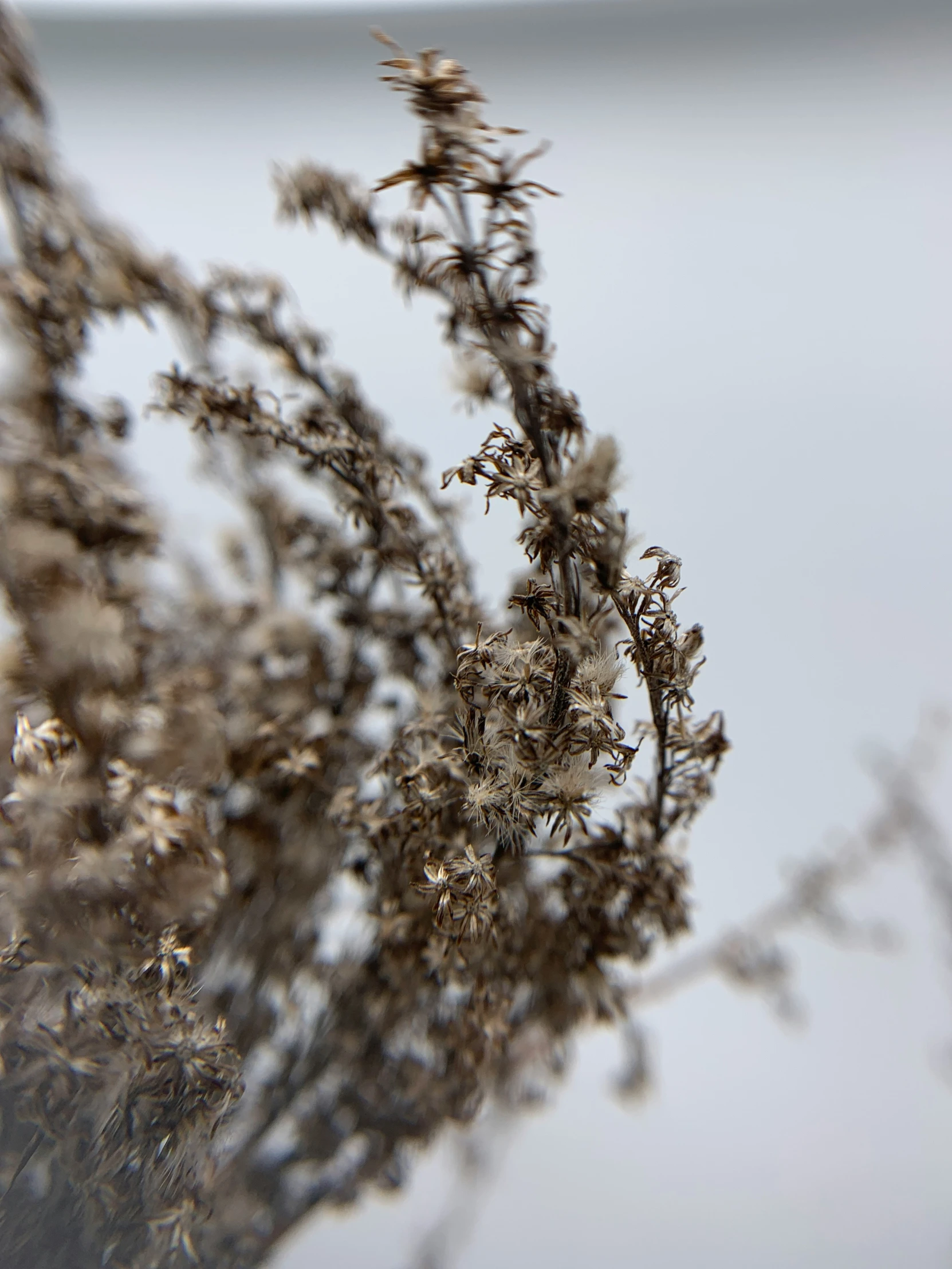 a close up of a plant on a white background