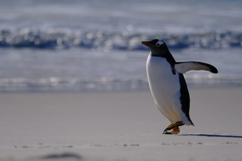 a penguin on the beach is looking back