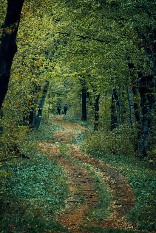 a path surrounded by trees and grass in the woods