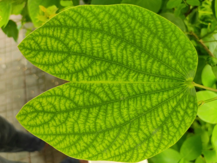 there is a green leaf with many details in the image