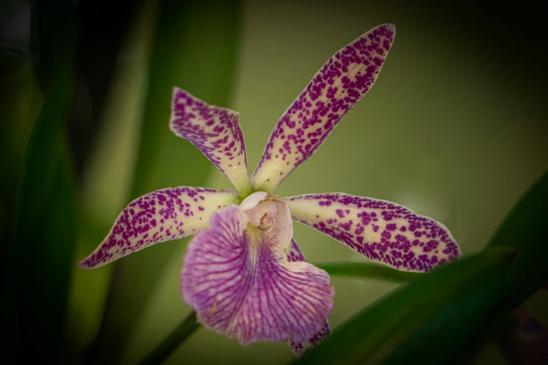 a purple orchid flower with a white spotted center