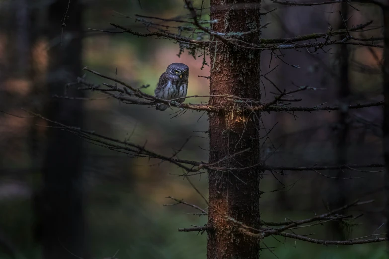 an owl perched on top of a small tree in the woods