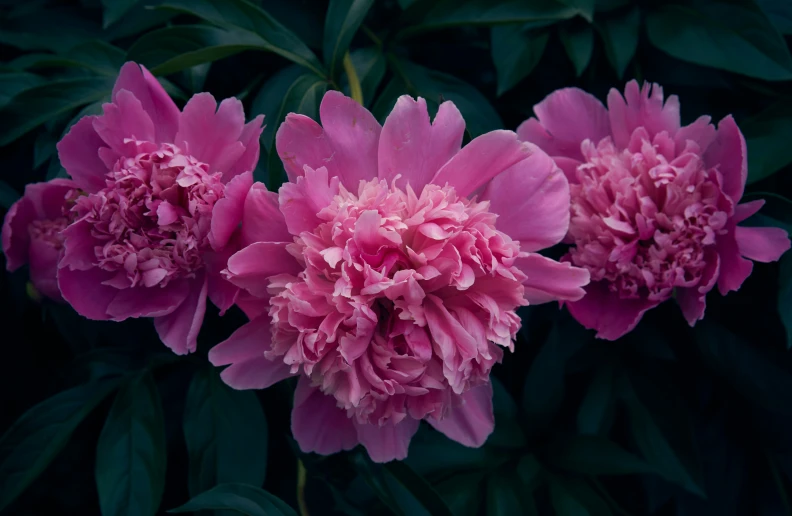 three pink flowers are surrounded by green leaves