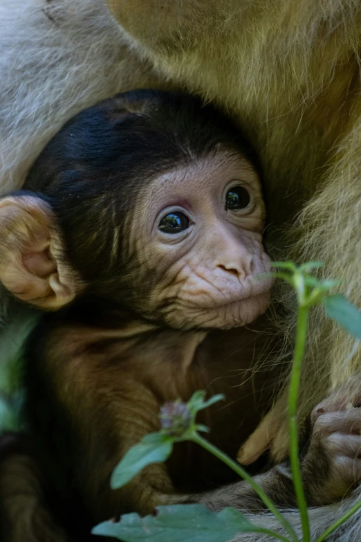 a baby monkey sits between its mother in the woods