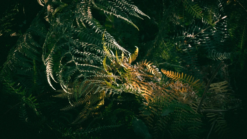 an over - processed pograph of leaves and grasses