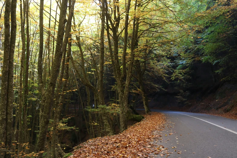 the road has fallen leaves from its trees in the fall