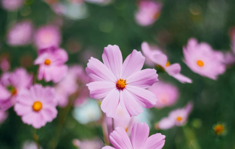 a field of wildflowers blowing in the breeze