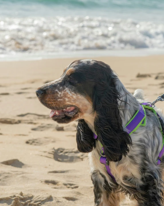 a wet black and brown dog on a beach