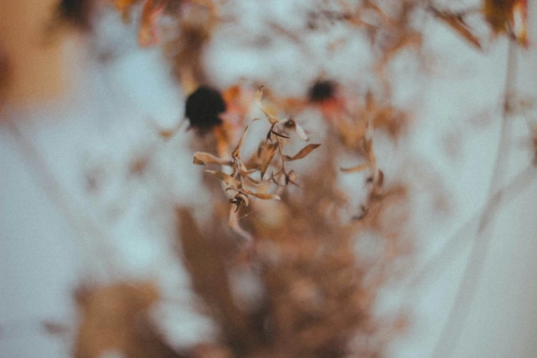 some dried plants that have already been picked up