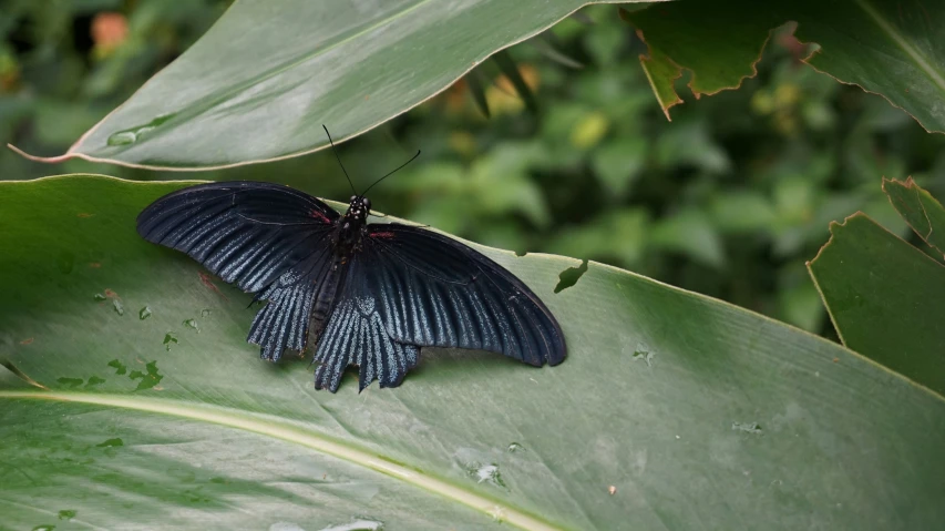 a erfly on the side of a leaf