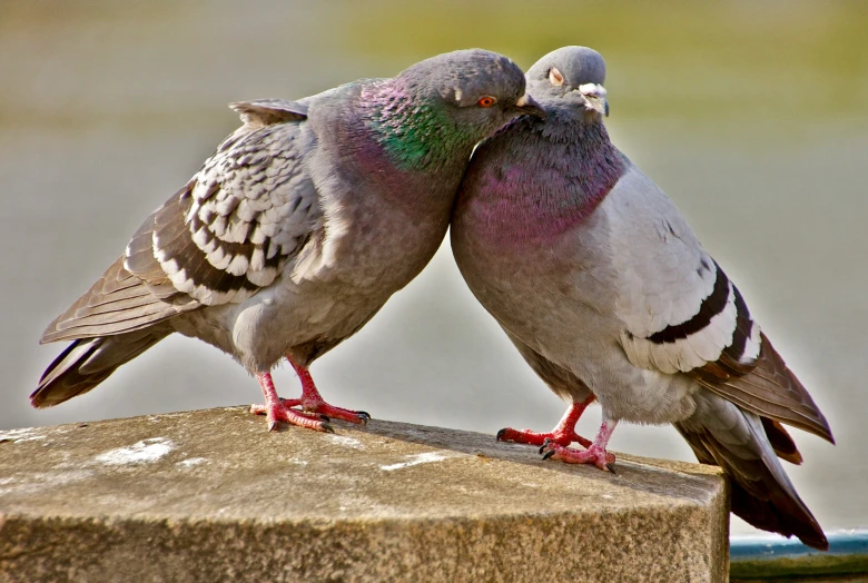 two pigeons kissing and rubbing beaks on a ledge