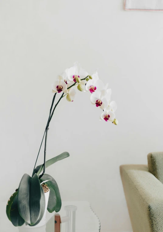 a flower in a glass vase that is white with purple and pink orchids