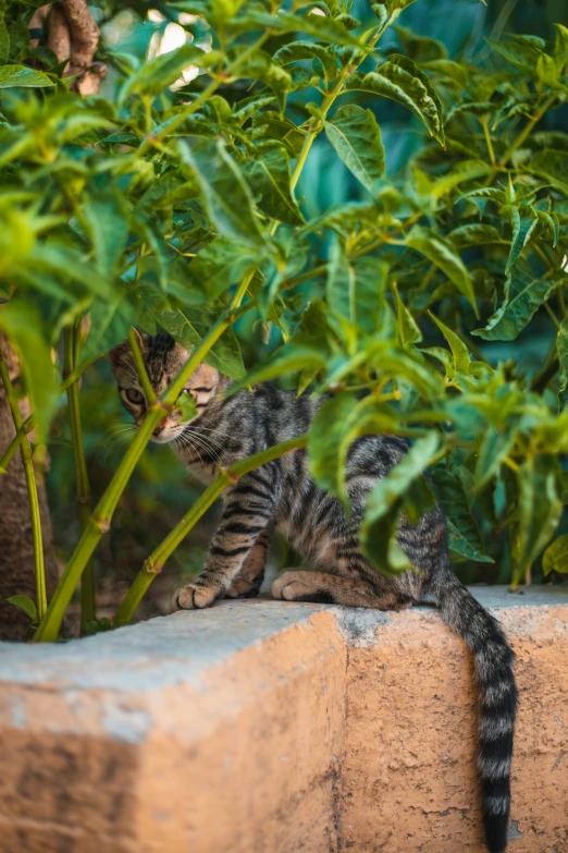 a cat is walking on top of some concrete