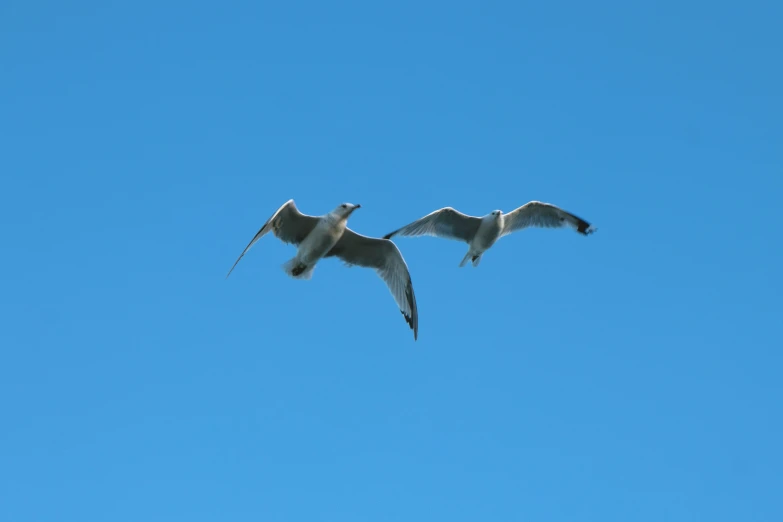 two seagulls flying in the blue sky together