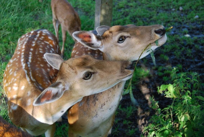 a young deer licks the neck of its mother