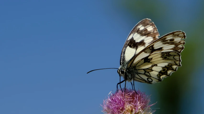 a black and white erfly is sitting on a purple flower