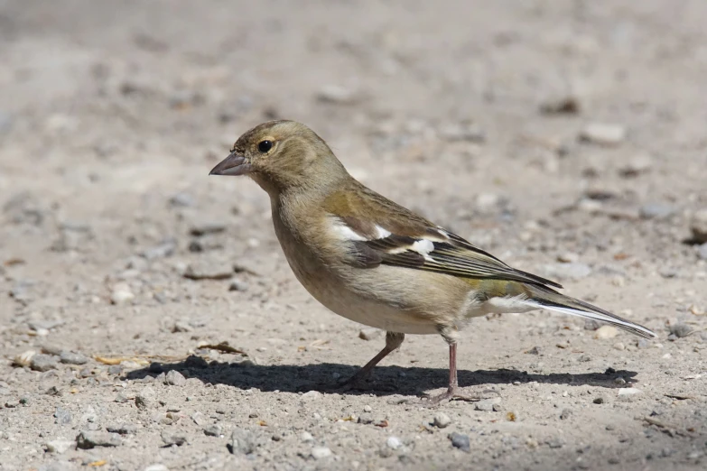 the small bird is standing on the sand