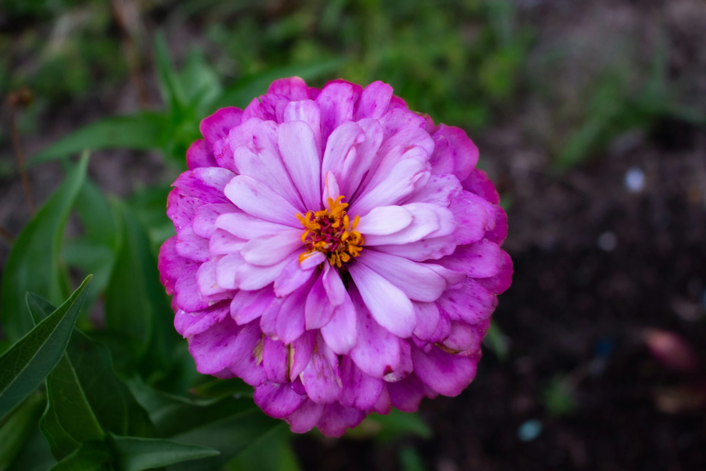 pink flowers with very little white and red centers