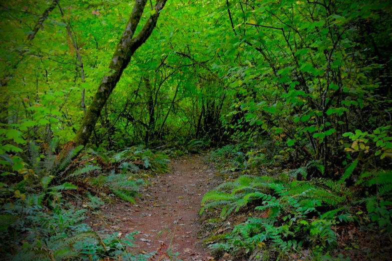 a trail leading through a forest with green trees