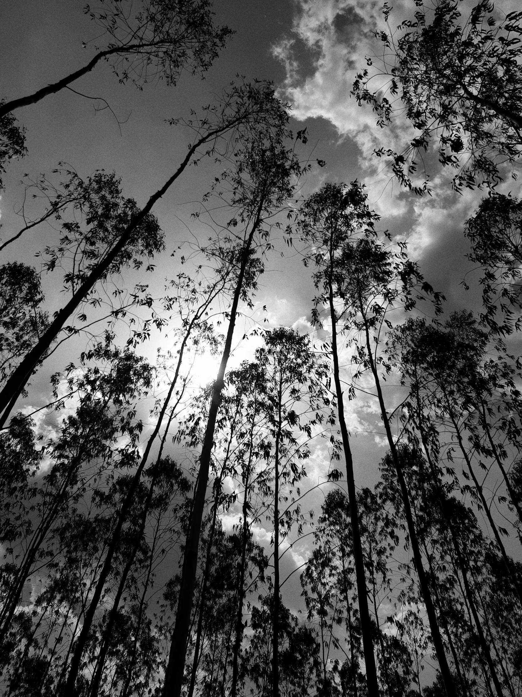 black and white pograph of a sky between tall trees