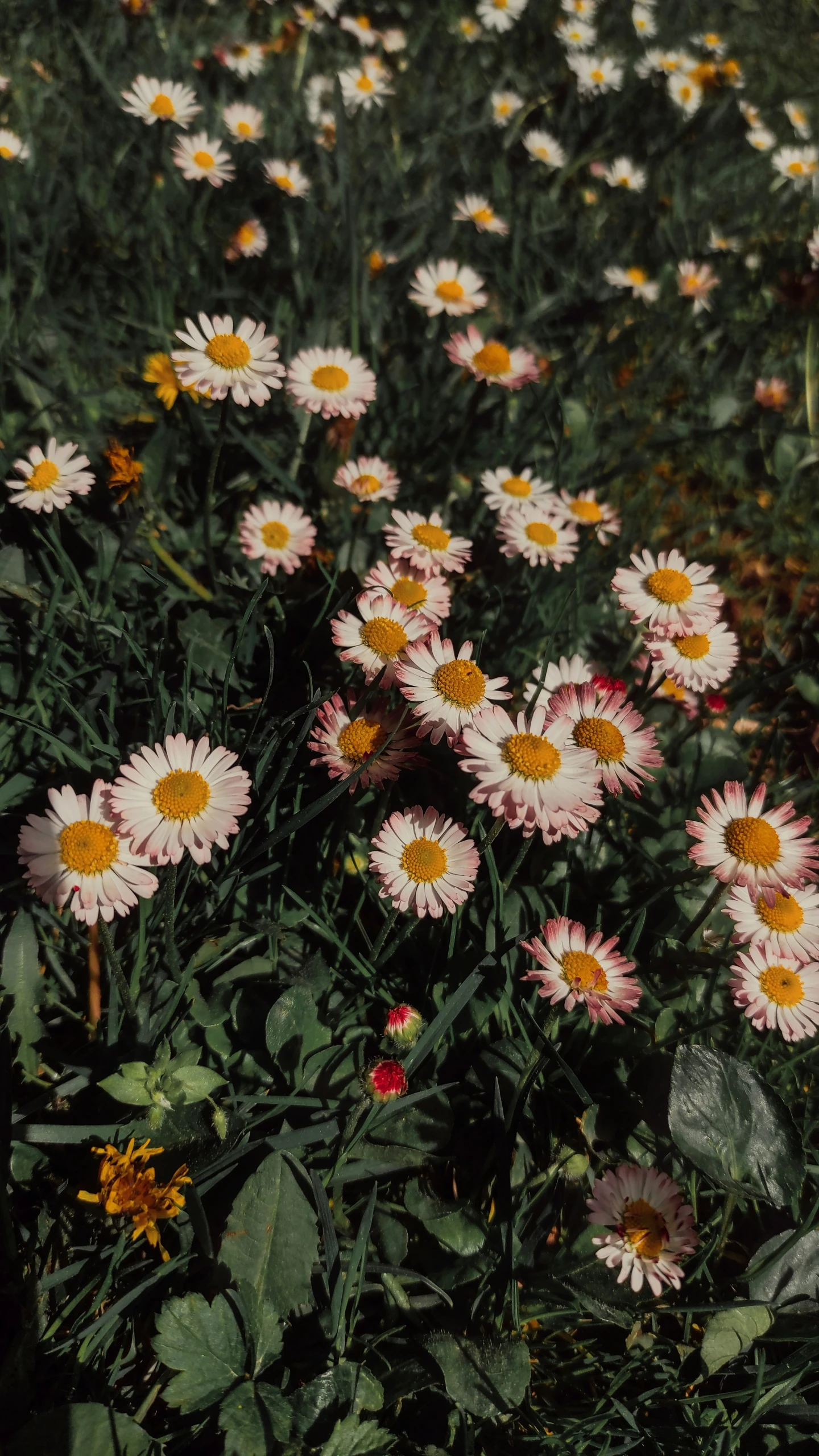 a field with some white and yellow flowers