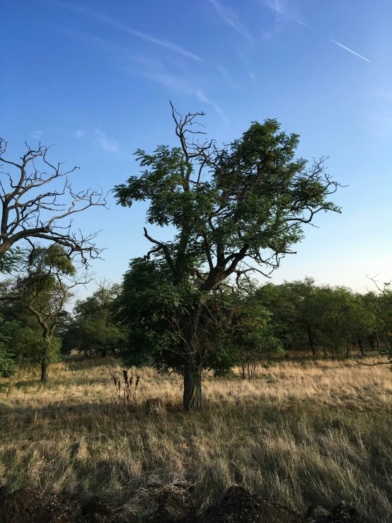 an outdoor scene of a large tree in the foreground