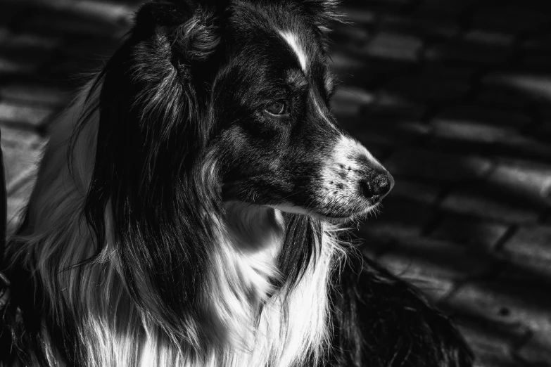 a black and white po of a dog with his head turned