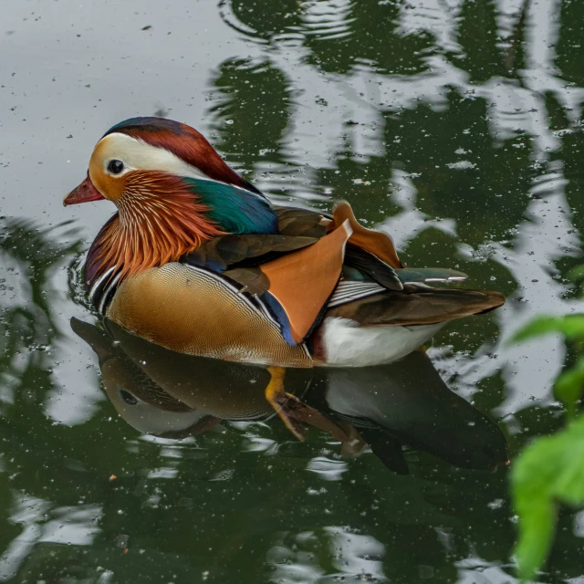 a bird with orange and blue feathers on it floating in water