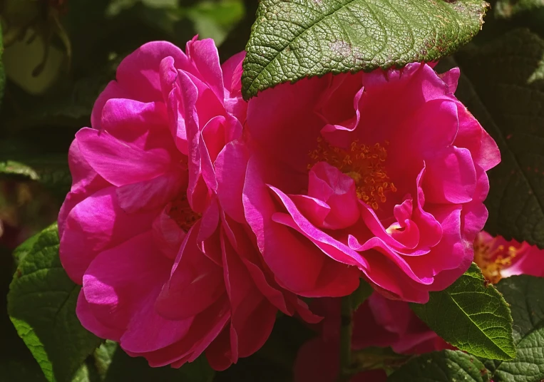 pink flower with large green leaves in front of a red and white one