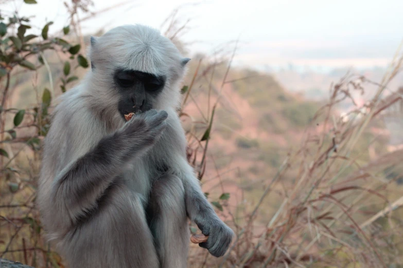 monkey sitting on the ledge with his paws up