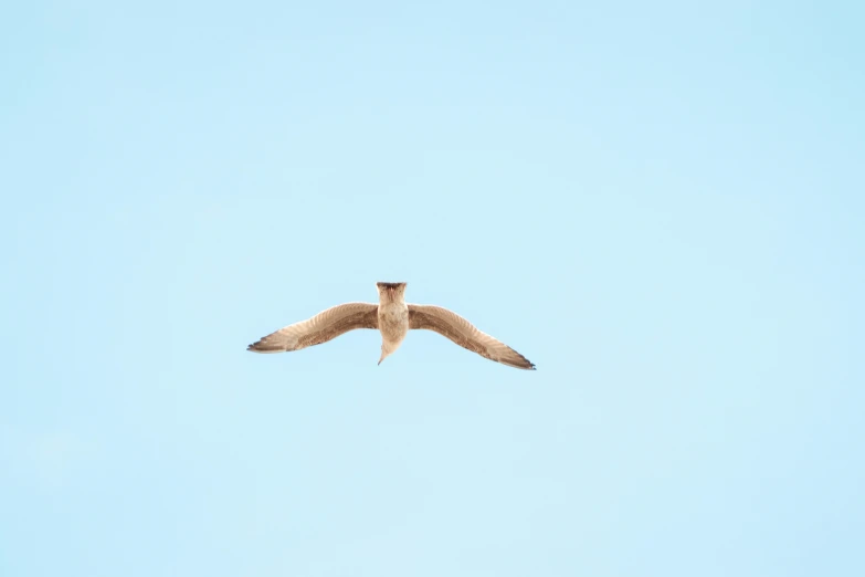 a seagull flying in the sky with its wings spread