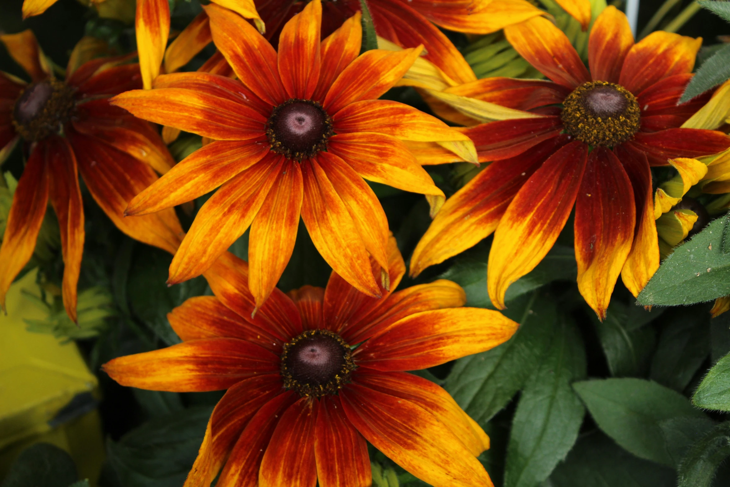 a picture of a bunch of yellow and red flowers