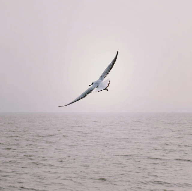 the large bird is flying low over the water