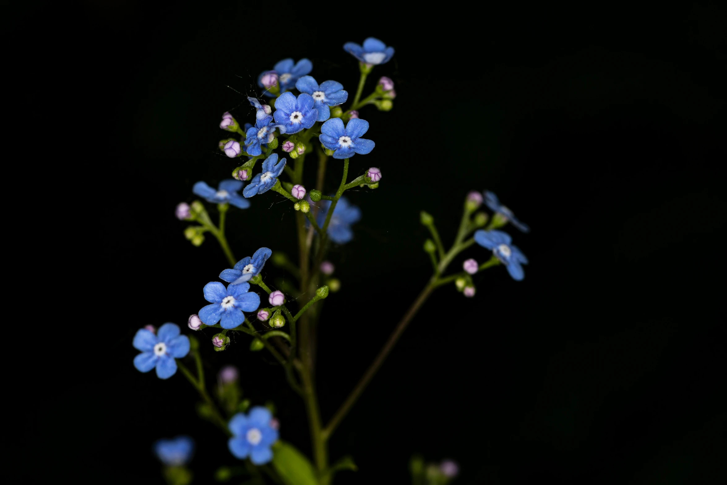 a close up of some small blue flowers