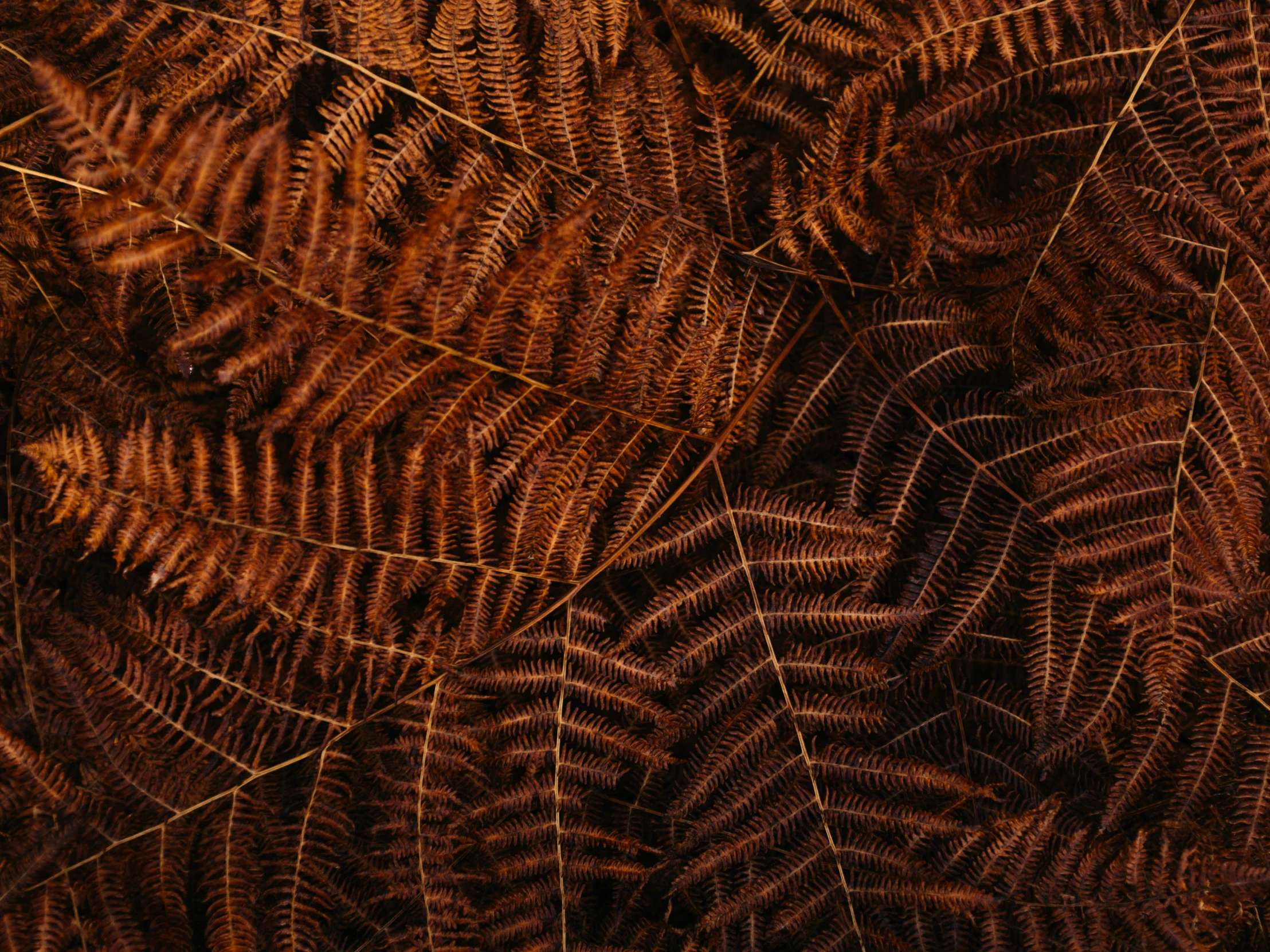 a close up s of many small brown leafy plants