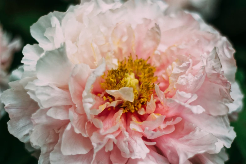 a large pink flower has a yellow center