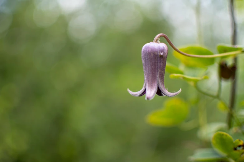 a small purple flower hanging from a green nch