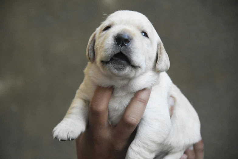 a person holds a baby dog while it's being held