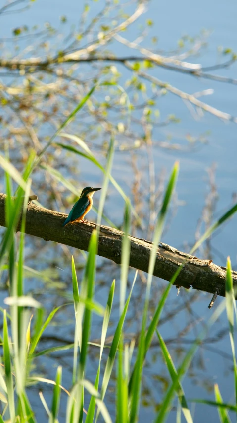 the bird is perched on the nch of a tree