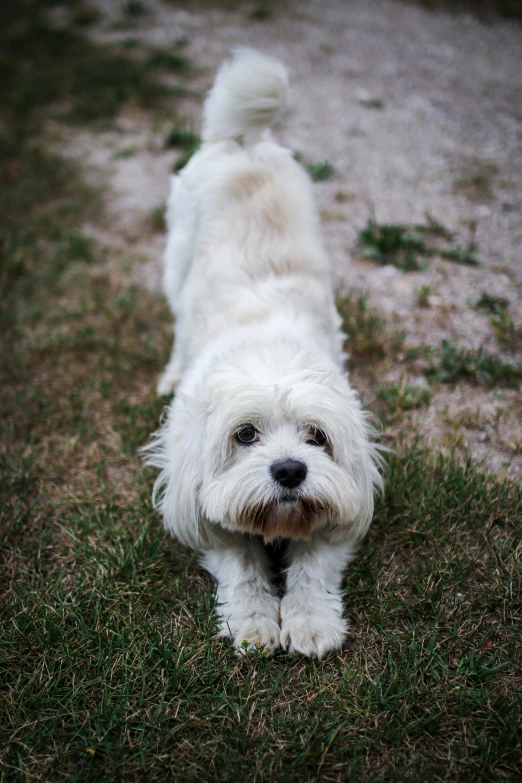 a white dog standing on top of grass