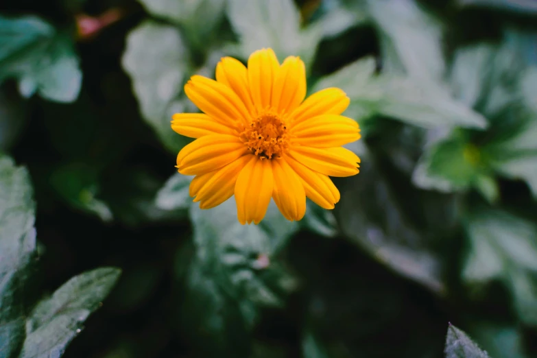 a small yellow flower with lots of leaves around it