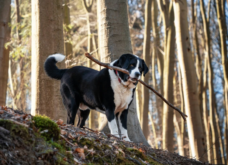 a dog holding a stick in its mouth